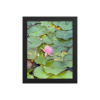enhanced-matte-paper-framed-poster-in-black-8x10-front-69fea2d822a75.jpg Water Lily Framed poster