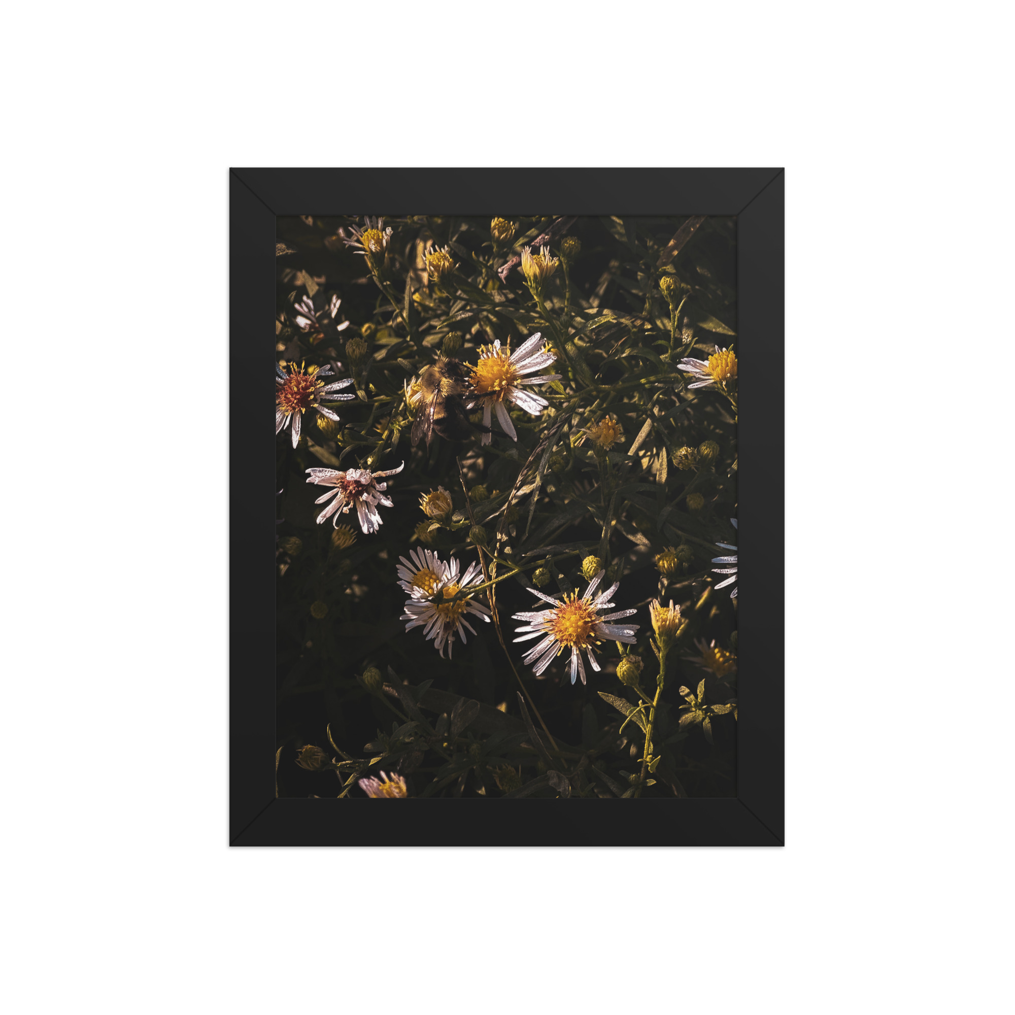 Daisies Framed poster