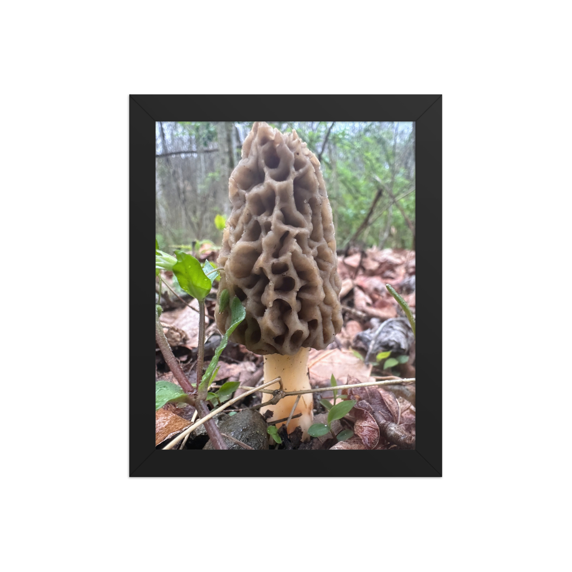 enhanced-matte-paper-framed-poster-in-black-8x10-front-69fea4f13e3ce.jpg Morel Framed poster