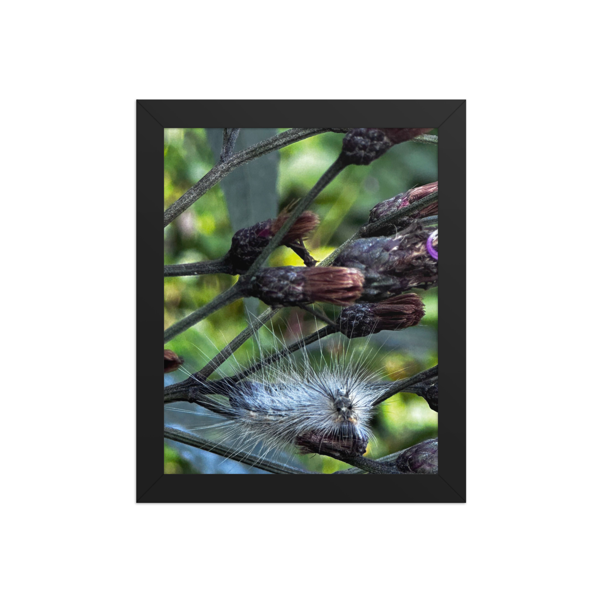 enhanced-matte-paper-framed-poster-in-black-8x10-front-69fea4f1582b8.jpg Caterpillar Framed poster