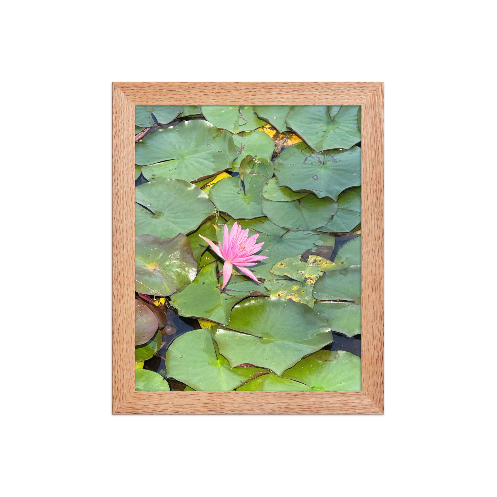 enhanced-matte-paper-framed-poster-in-red-oak-8x10-front-69fea2d824445.jpg Water Lily Framed poster