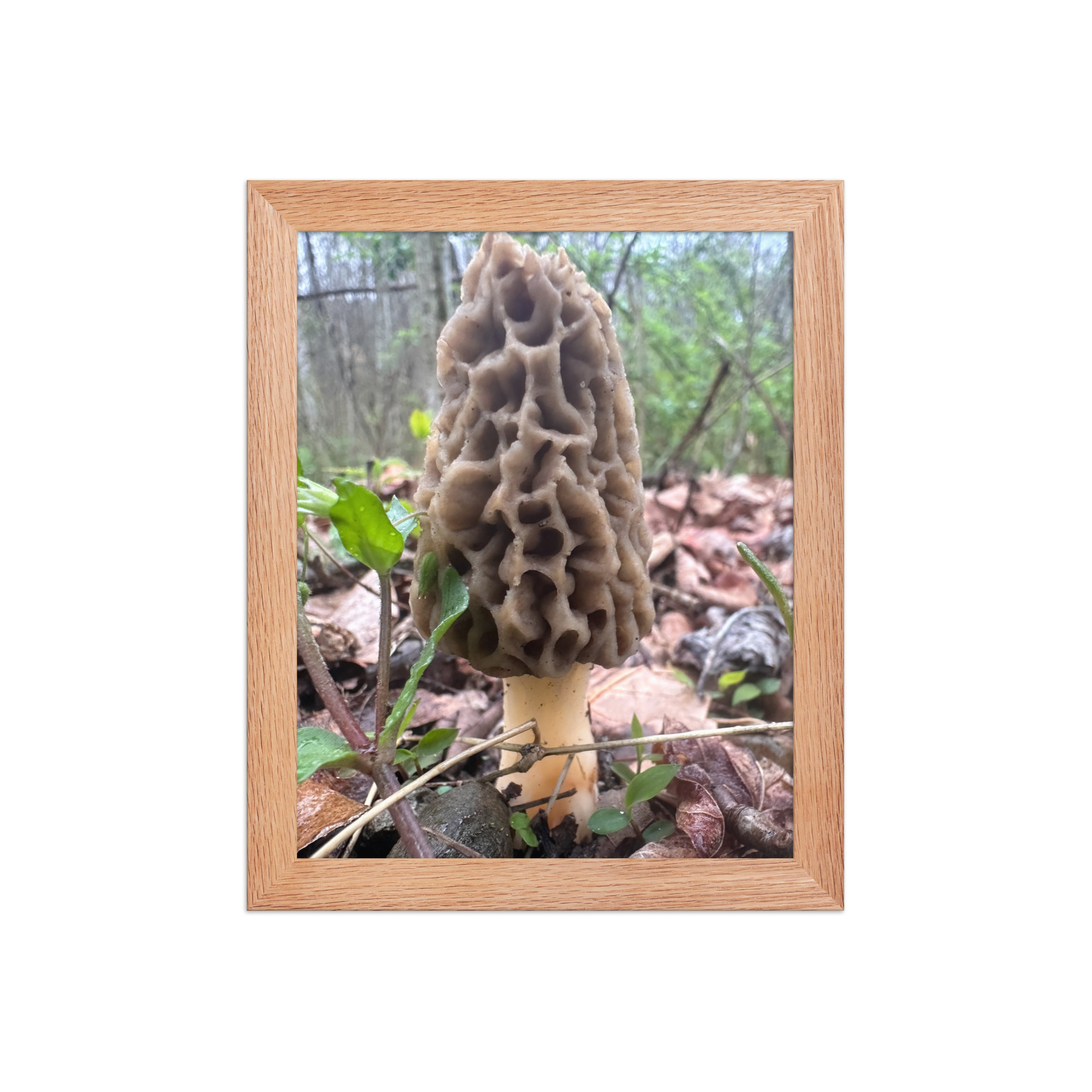 enhanced-matte-paper-framed-poster-in-red-oak-8x10-front-69fea4f13ebfc.jpg Morel Framed poster