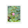 enhanced-matte-paper-framed-poster-in-white-8x10-front-69fea2d8244e3.jpg Water Lily Framed poster