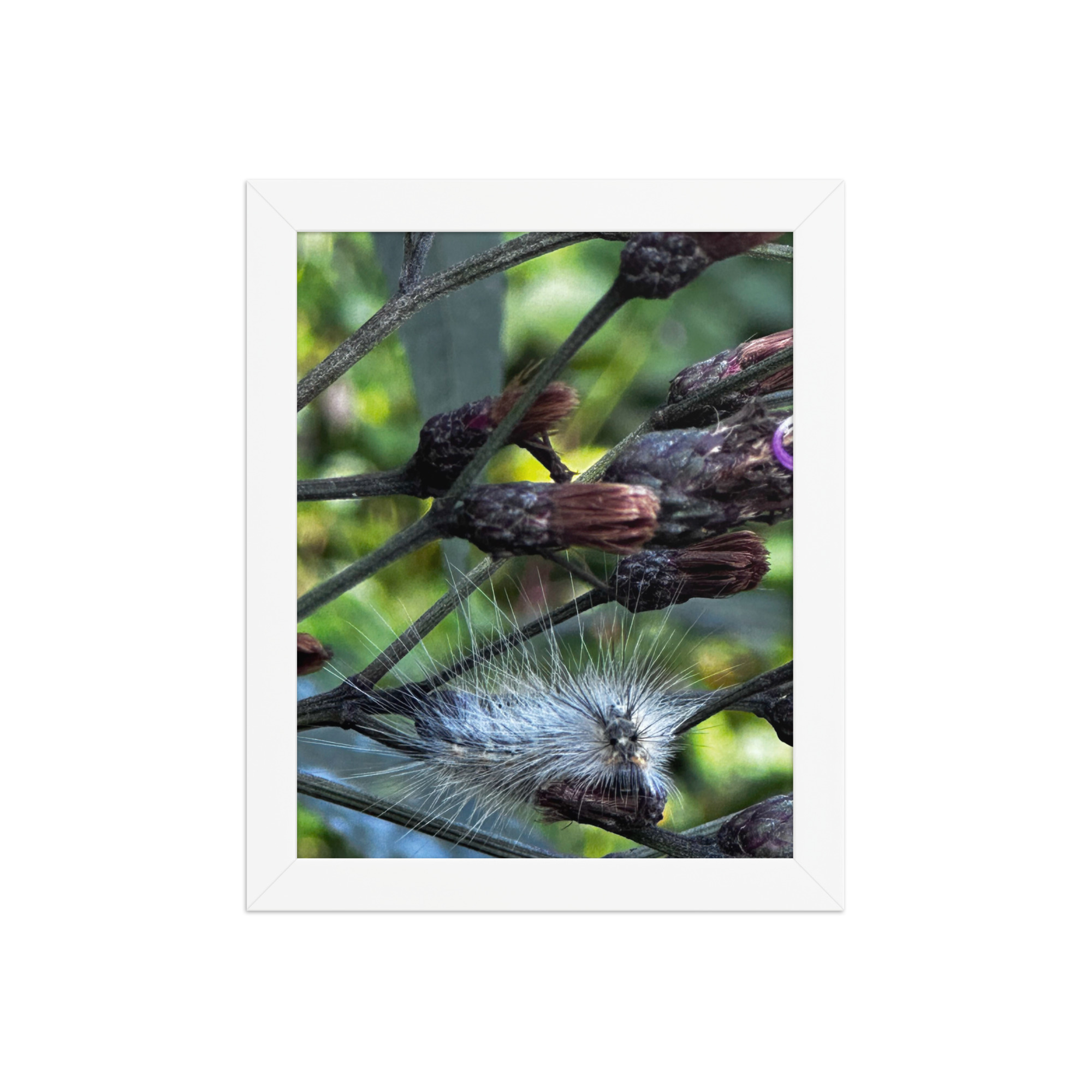 enhanced-matte-paper-framed-poster-in-white-8x10-front-69fea4f1596e4.jpg Caterpillar Framed poster