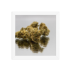 Jack Herer Framed photo paper poster
